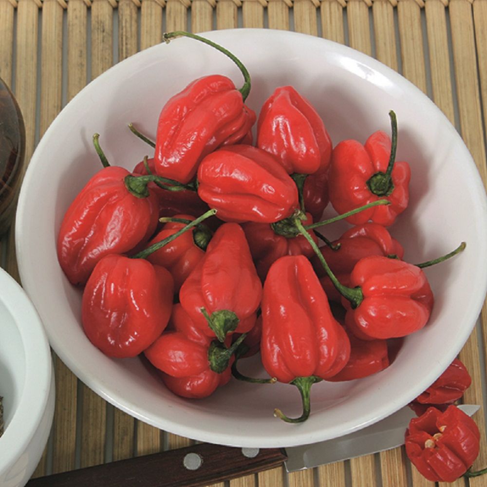 Pepper (hot) Bhut Jolokia